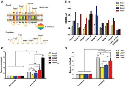 Rational Design and Evaluation of an Artificial Escherichia coli K1 Protein Vaccine Candidate Based on the Structure of OmpA